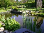 Teich am 10.05.2009 014.jpg