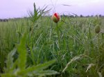 Klein03_Mohn_15052009140.jpg