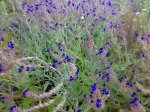 Klein08_Kiesloch06_18062009162.jpg