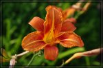 Blüte5.jpg