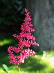 Astilbe.jpg