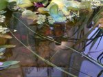 Teich der Dritte 1.JPG