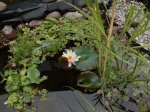 Teich der Dritte 3.jpg