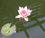 Seerose.jpg Seerose.jpg