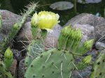 Opuntia Insel01.jpg