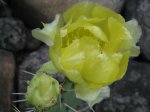 Opuntia Insel02.jpg