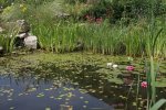 Teich%203[1].jpg