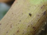 Schnecke.jpg