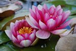 DSC_0051.jpg