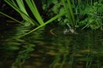 DSC_0706.jpg
