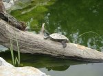 Tiere am Teich.jpg