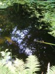 Gartenteich_07_09_1.jpg