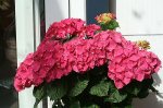 rote Hortensie1_klein.jpg