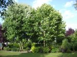 2009_13.JPG