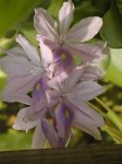 Eichhornia crassipes 01.jpg