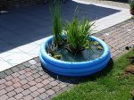 Teich die Vierte 068 - forum.jpg