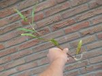 P2400227_Bildgröße ändern.JPG P2400227_Bildgröße ändern.JPG