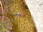 DSC03683a.jpg