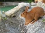 Hase.jpg