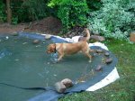 Labrador ohne Wasser geht nicht.jpg