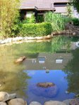 Teich #1.jpg