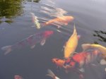 Teich 6.jpg