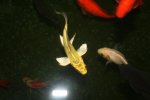 Fisch4.1.JPG