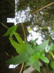 IMG_1142.JPG