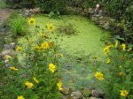 Teich2.jpg