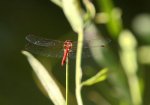 libelle.jpg