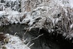 teichwinter.jpg