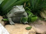 steinfrosch.jpg