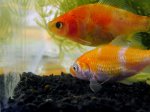 Koi-&-Shubunkin-Mix-1.jpg