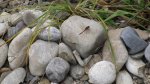 garten 2009 018.jpg