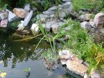 teich_13.jpg