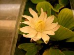 Nymphaea lotus.jpg