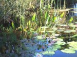 Pflanzengewirr im Flachwasserbereich.JPG