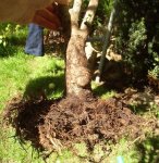 Wurzel ginko1.jpg Wurzel ginko1.jpg