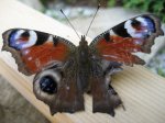 Schmetterling1.jpg