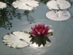 Seerose3.jpg