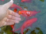 DSC02449.jpg DSC02449.jpg