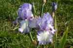 Iris barbata Over and Over 27-09-09-01.jpg