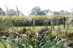 Herbst Miscanthus 01.jpg