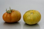 Tomaten 1.jpg