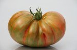 Tomaten 2.jpg