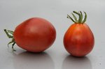 Tomaten 5.jpg