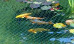 Koi-2009 031 Korrektur_1030x1030_154KB.jpg
