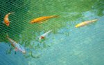 Koi-2009 036 Korrektur_1030x1030_154KB.jpg