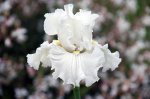 Iris barbata Lunar White Wash 01.jpg