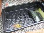 Wasserstand2.jpg